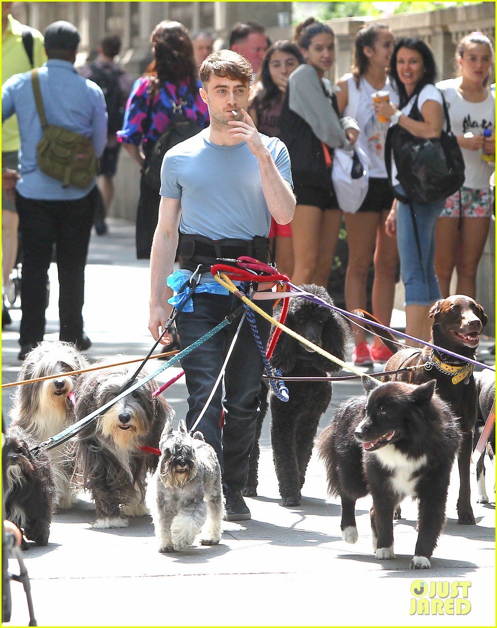 Daniel Radcliffe Handles Multiple Dogs on NYC 'Trainwreck' Set! Photo