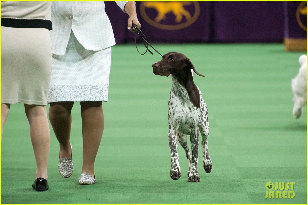 westminster dog show 2016
