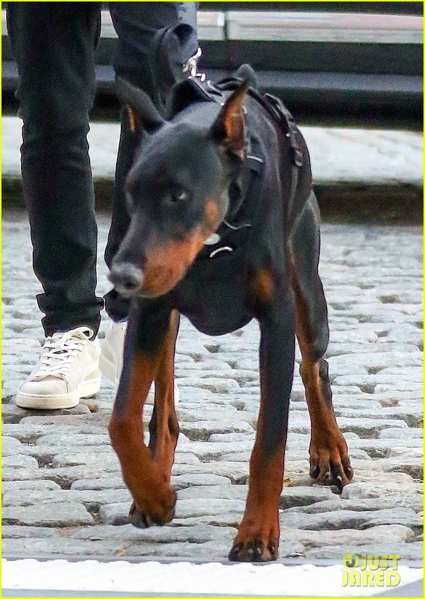 The Weeknd Bundles Up For Dog Walk In Cool NYC Weather Photo 4175539