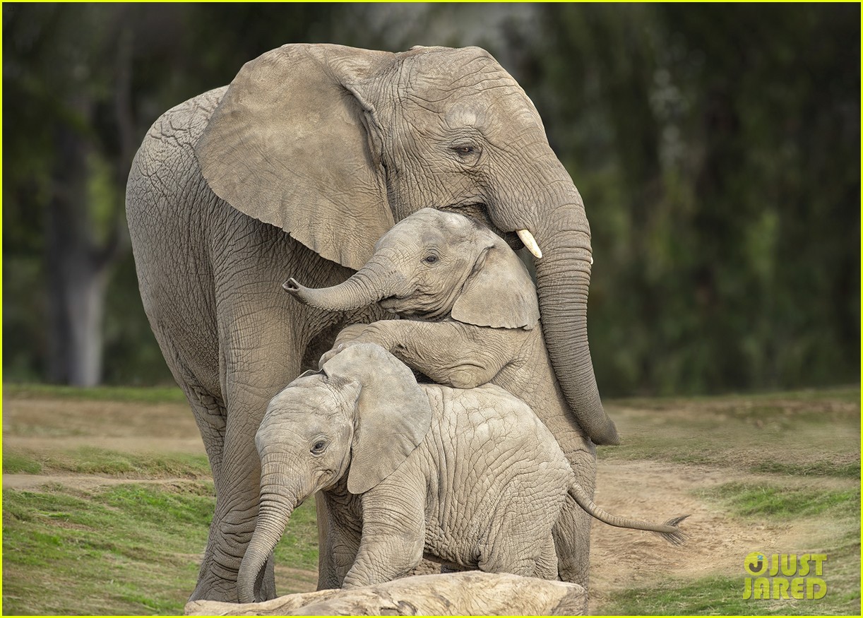 Zoo Stream Zoo Stream