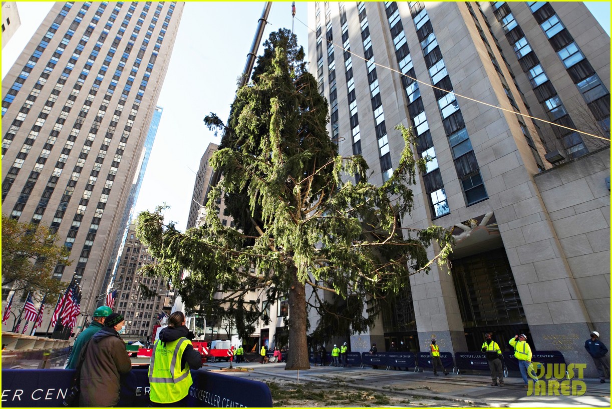 An Owl Stowed Away On The Rockefeller Christmas Tree! Photo 4501715