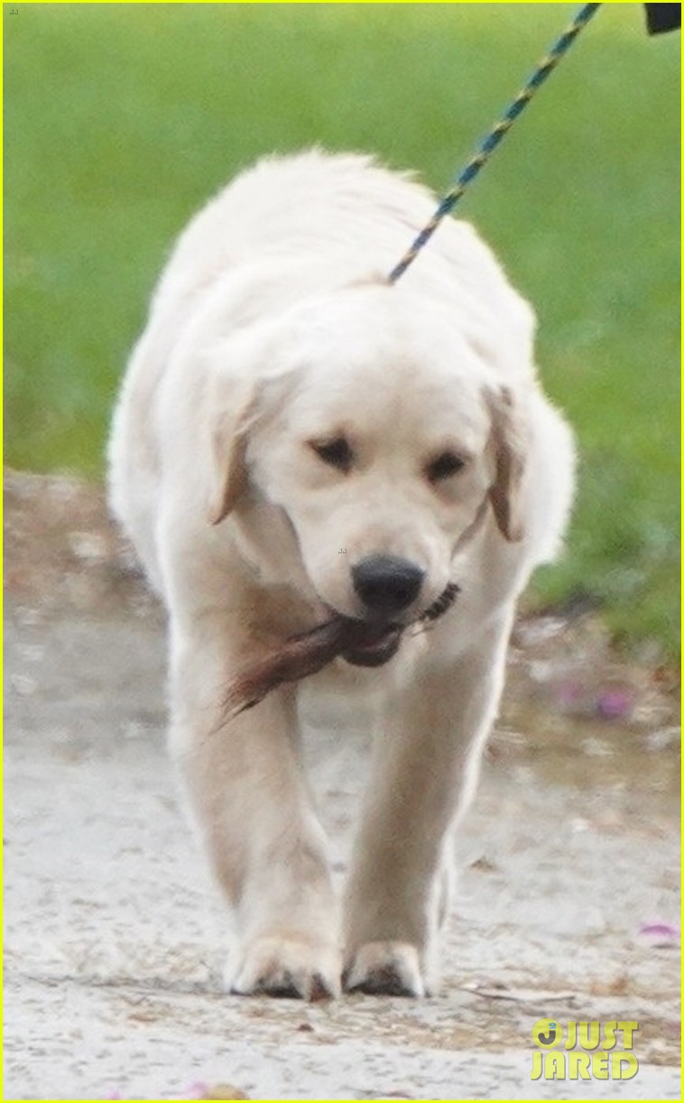 Shawn Mendes Takes Cute Pup Tarzan For a Walk In New Pics Photo