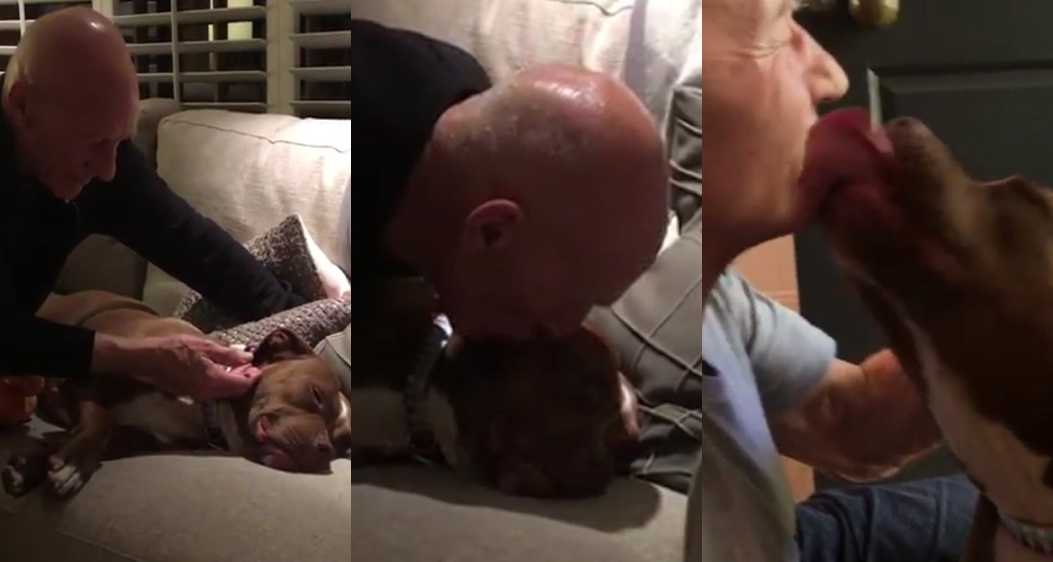 Patrick Stewart Cuddles His New Foster Pit Bull in Most Adorable Videos Ever