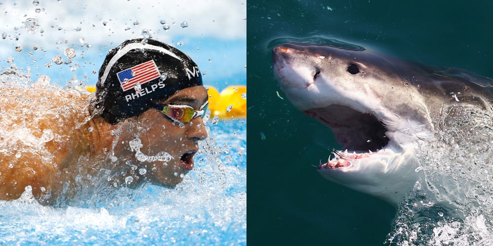 Michael Phelps to Race Great White Shark: 'I Got In & Did My Best'