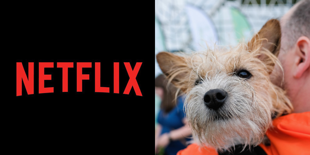 Netflix’s Top 10 Shows to BingeWatch with Your Pet Full List